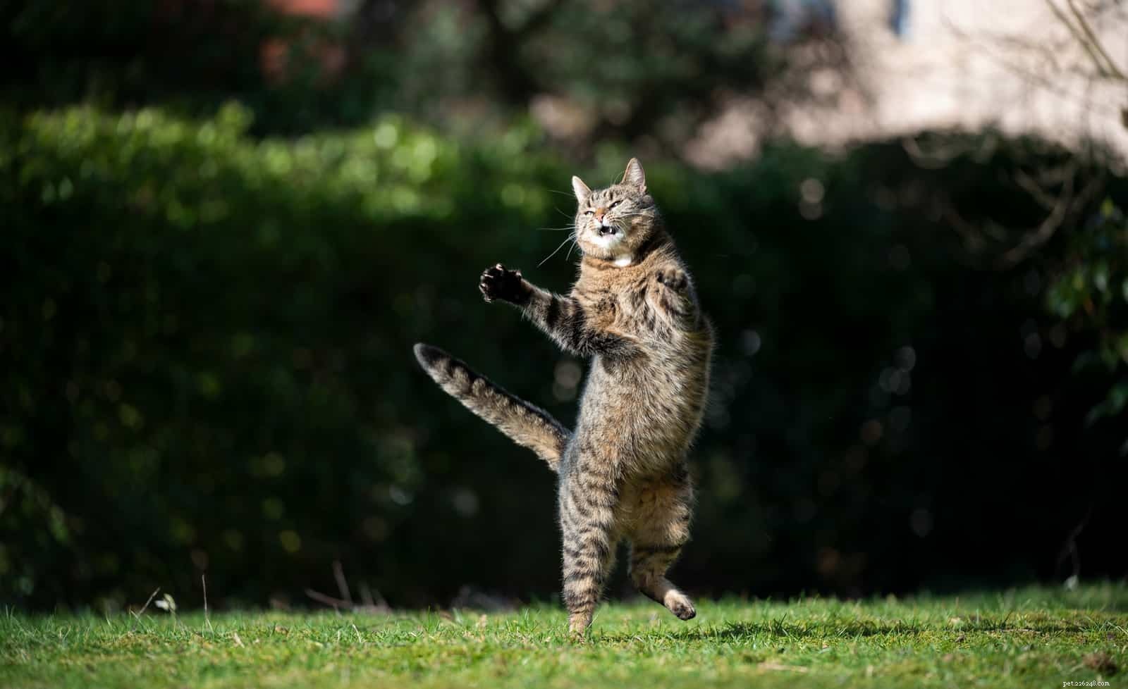 Why Cats Are Said to Have Nine Lives: The History Behind the Myth