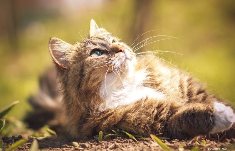 Why Cats Are Said to Have Nine Lives: The History Behind the Myth