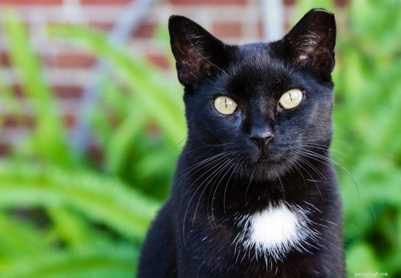 Why Cats Are Said to Have Nine Lives: The History Behind the Myth