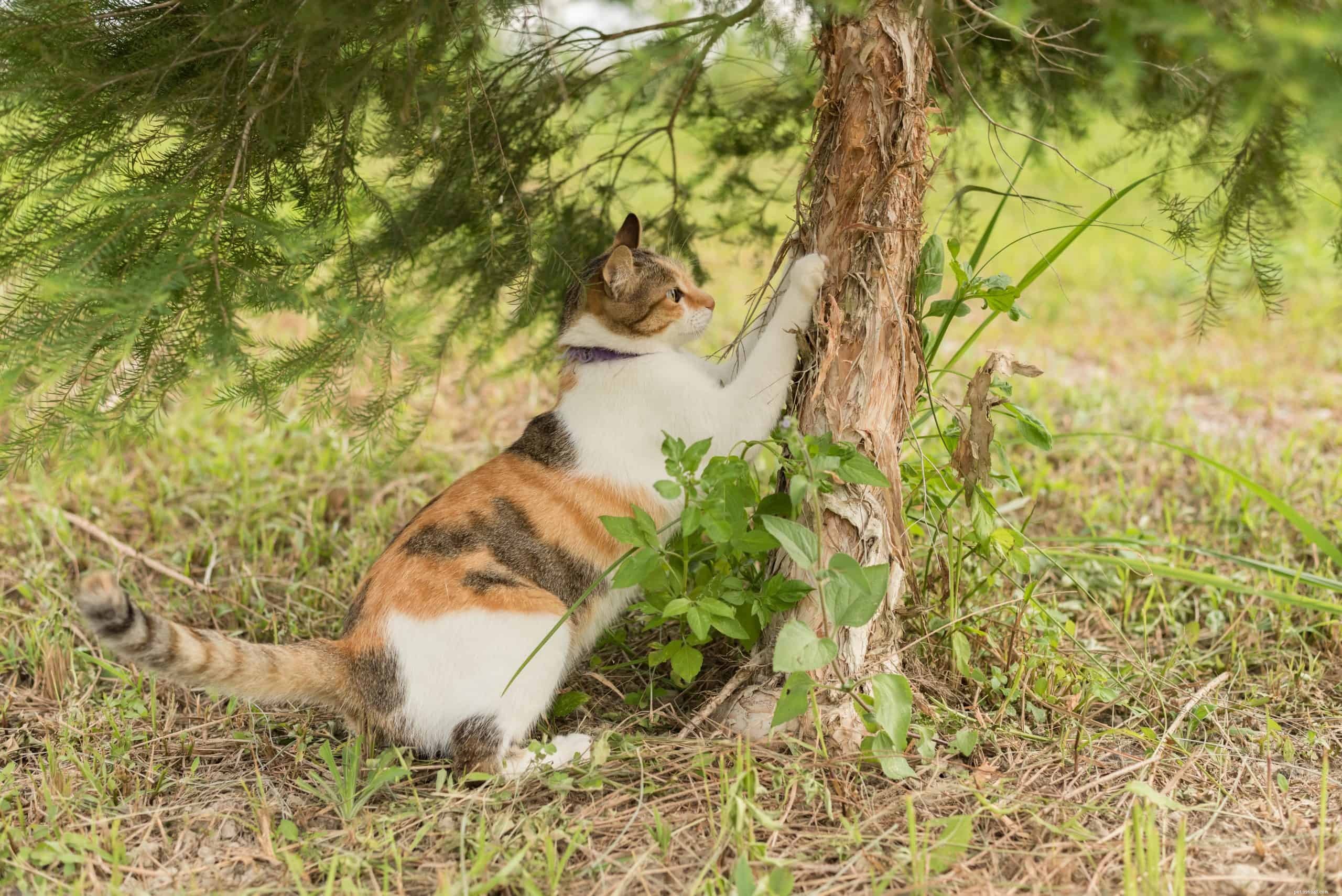 Why Cats Scratch & How to Protect Your Furniture – Practical Tips