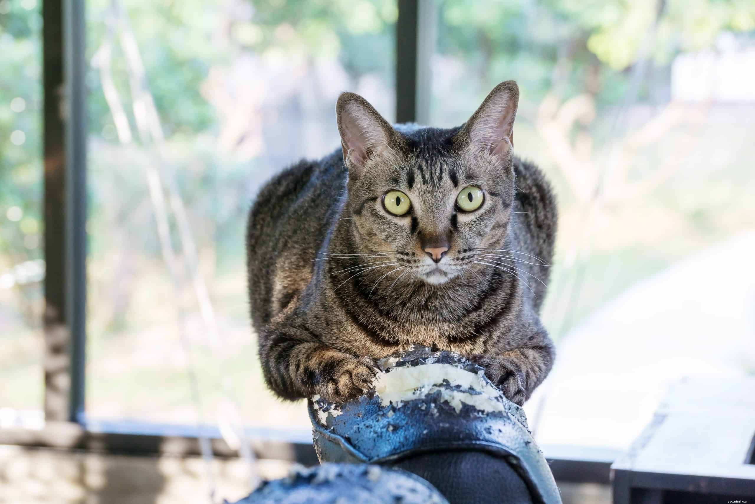 Why Cats Scratch & How to Protect Your Furniture – Practical Tips