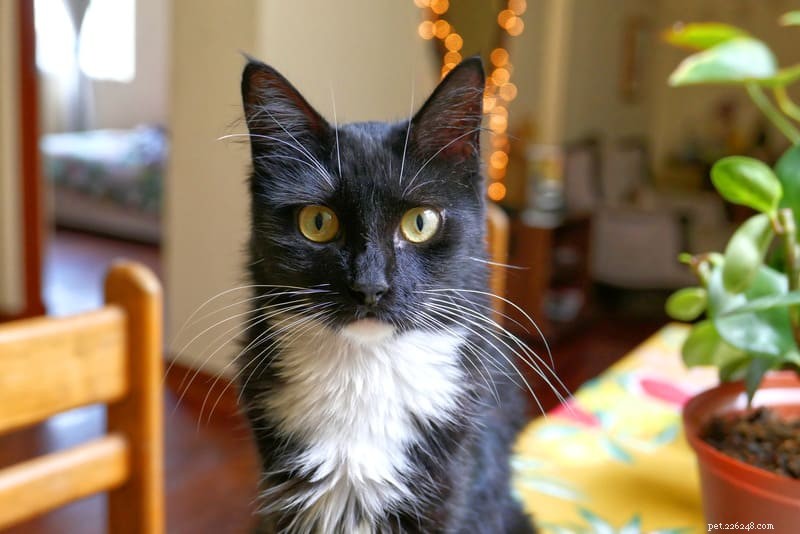 Decoding Your Cat’s Pupils: The Secret Language of Emotion