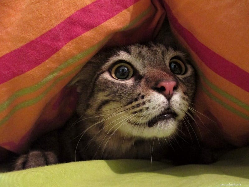 Decoding Your Cat’s Pupils: The Secret Language of Emotion