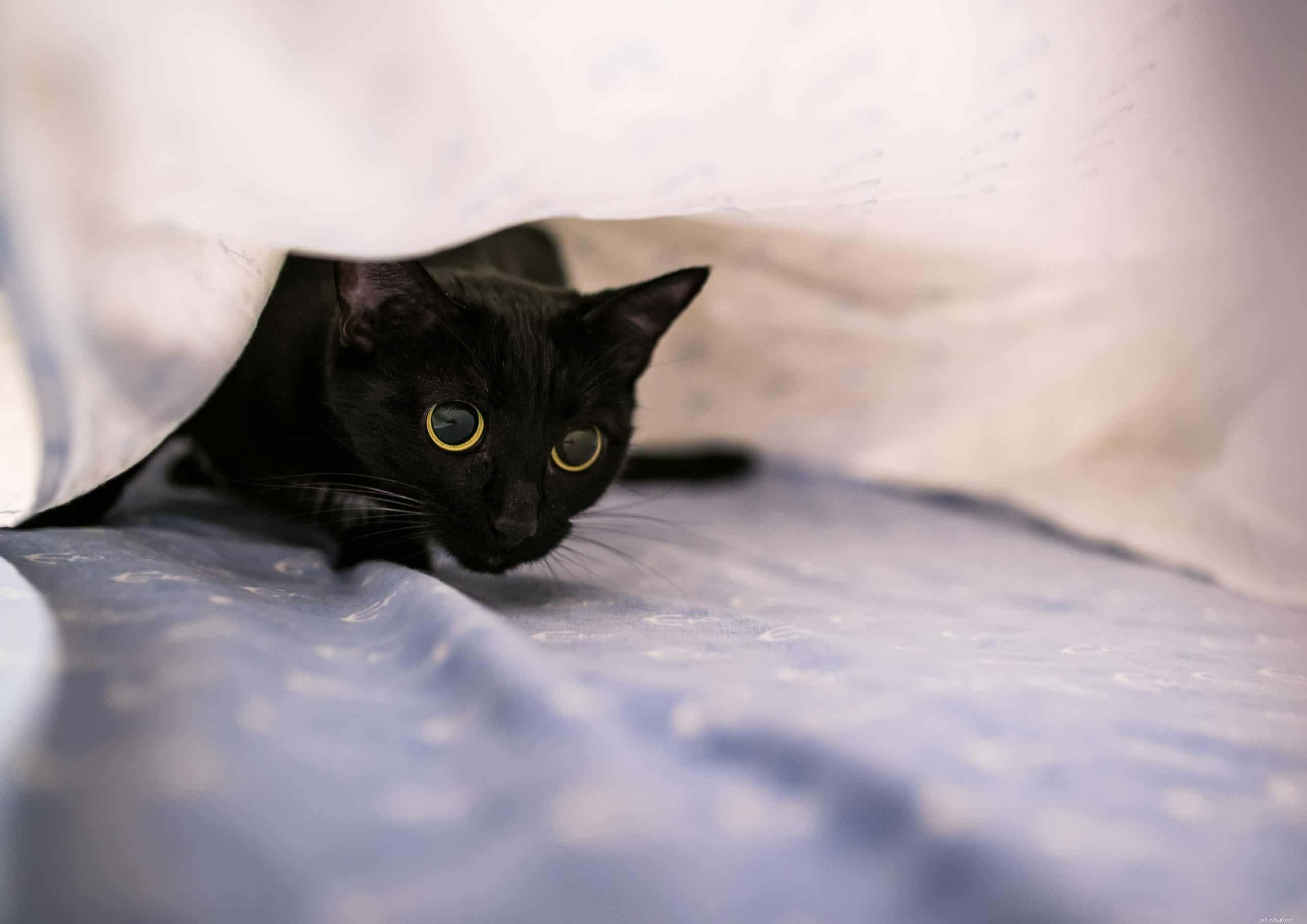 Why Won’t My Cat Let Me Sleep Through the Night? Tips & Solutions