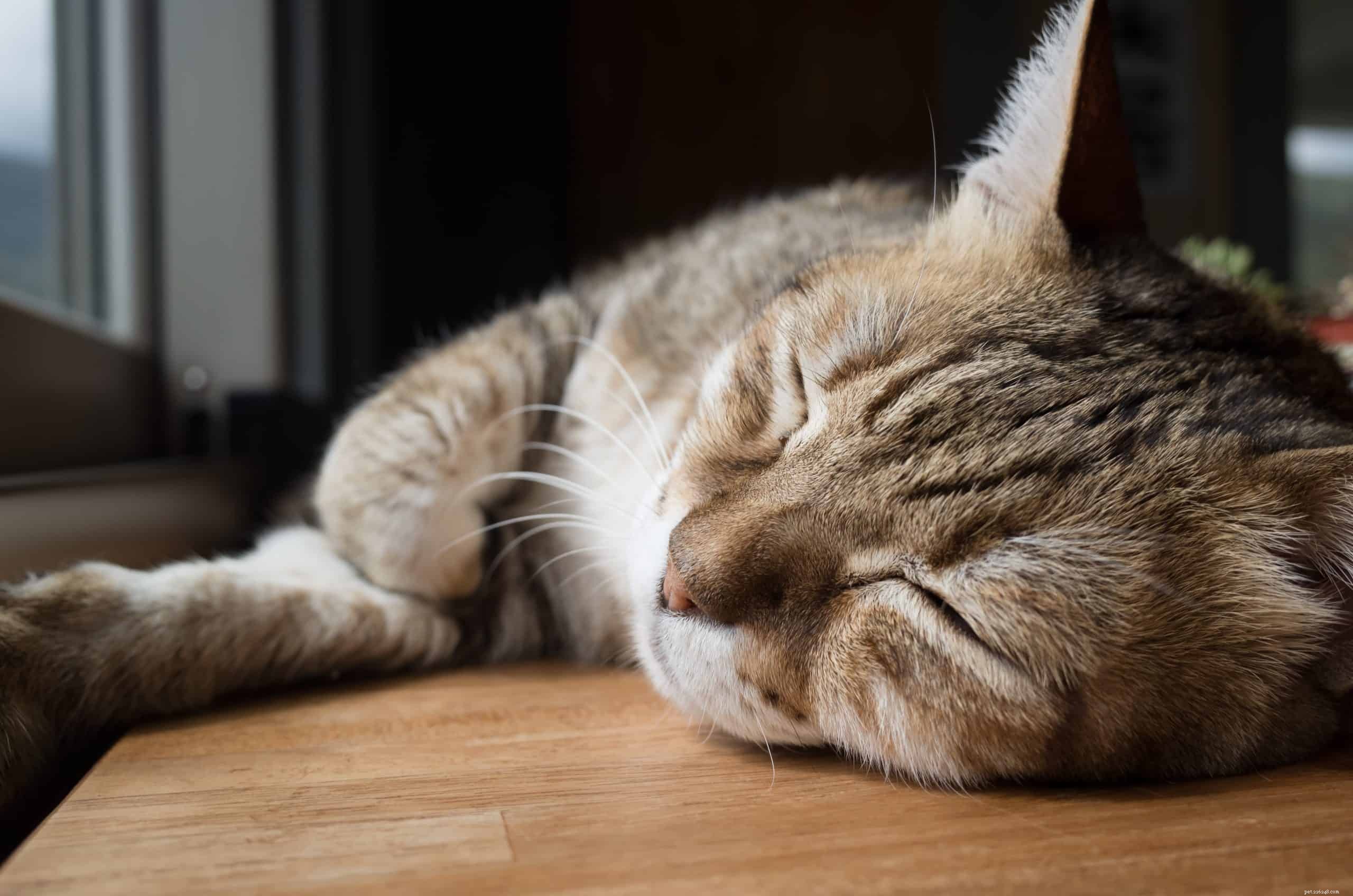 Why Won’t My Cat Let Me Sleep Through the Night? Tips & Solutions