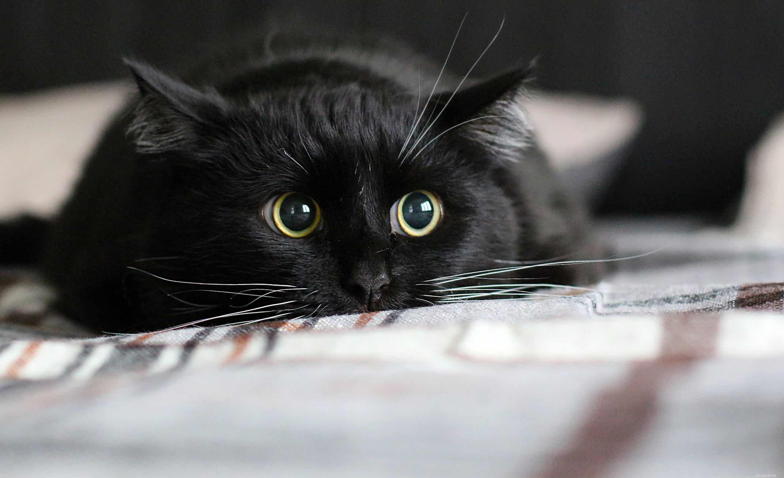 Why Won’t My Cat Let Me Sleep Through the Night? Tips & Solutions
