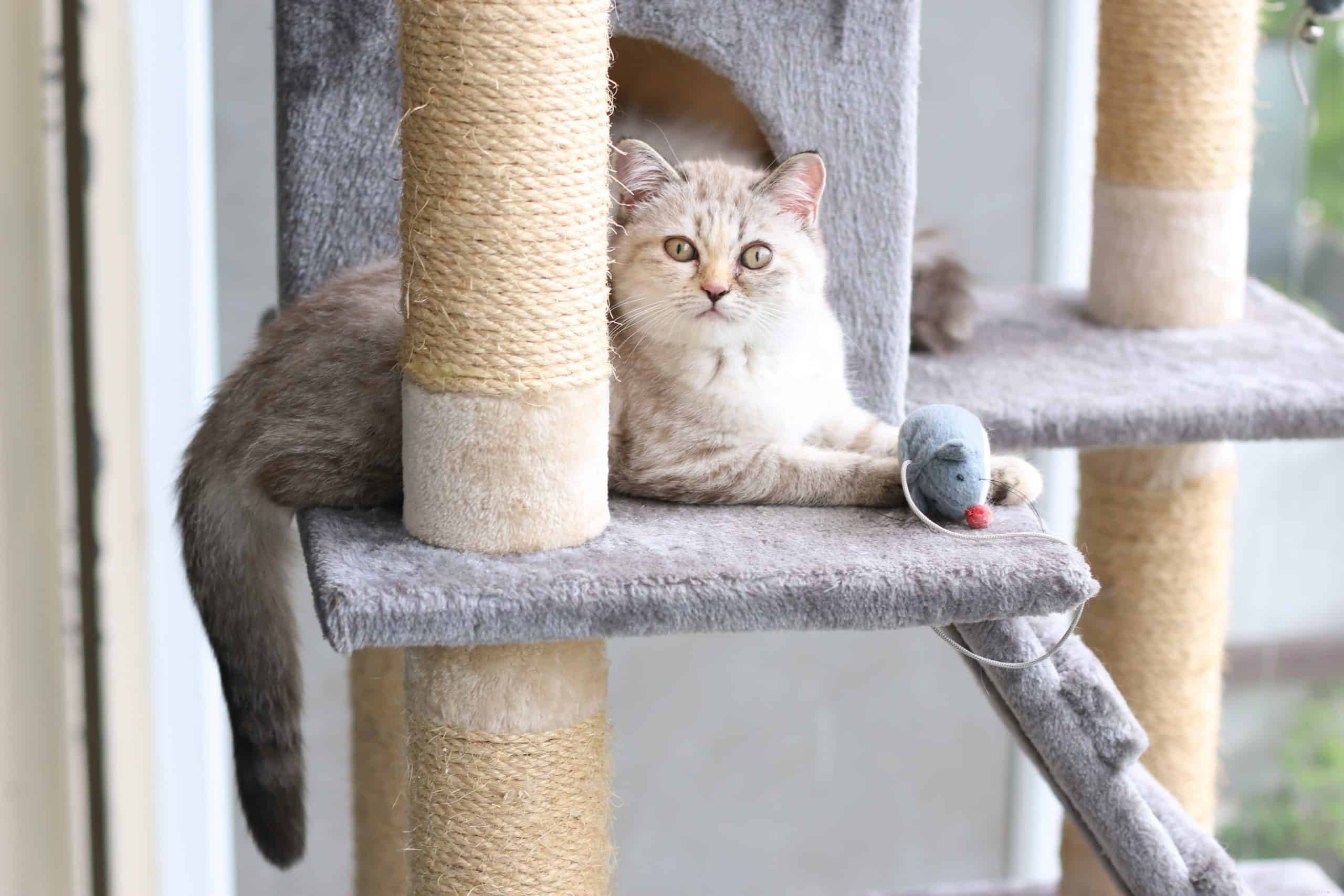 Why Won’t My Cat Let Me Sleep Through the Night? Tips & Solutions