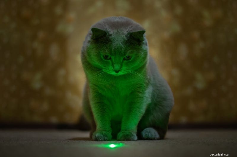 The Science Behind Why Cats Chase Laser Pointers