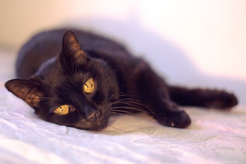 Why Cats Often Hide Pain Until the End