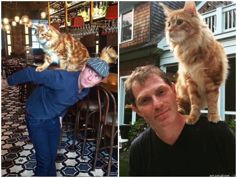 Why Cats Love Perching on Shoulders: Expert Insights