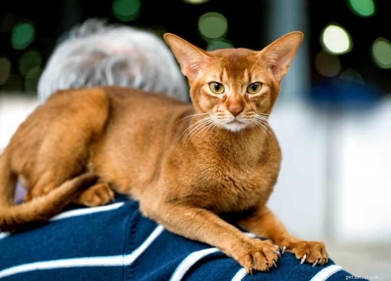 Why Cats Love Perching on Shoulders: Expert Insights