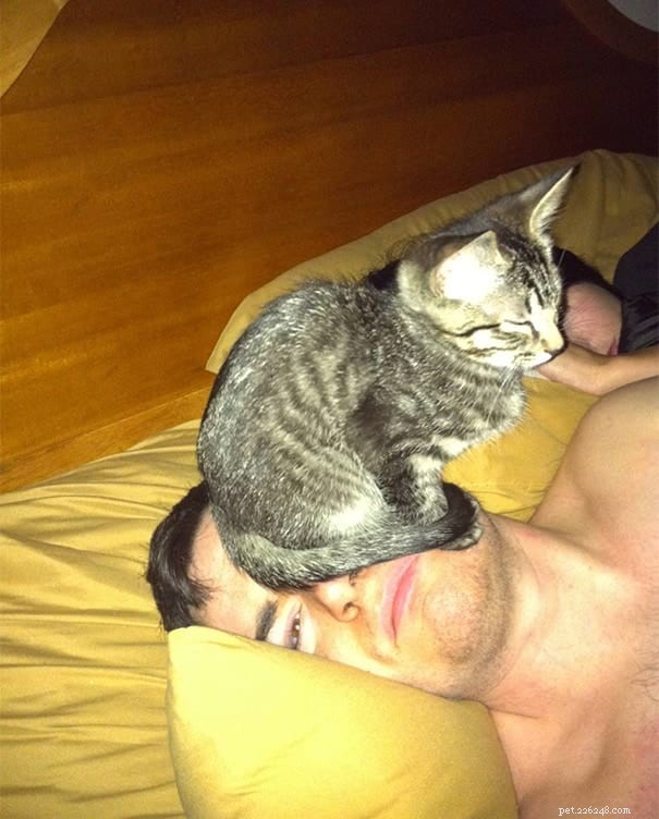 21 Cat Behaviors That Show They Don’t Respect Personal Space