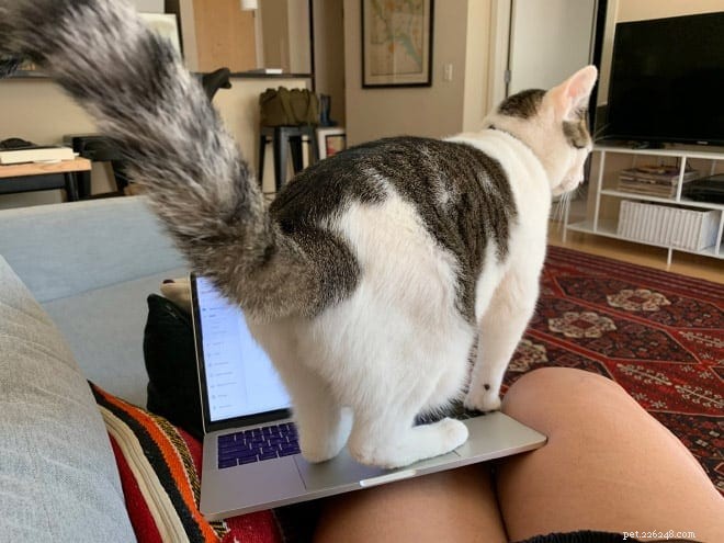 21 Cat Behaviors That Show They Don’t Respect Personal Space