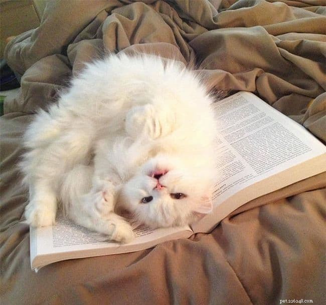 21 Cat Behaviors That Show They Don’t Respect Personal Space
