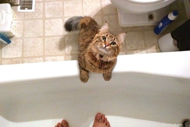 21 Cat Behaviors That Show They Don’t Respect Personal Space