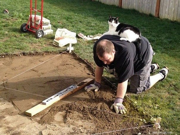 21 Cat Behaviors That Show They Don’t Respect Personal Space