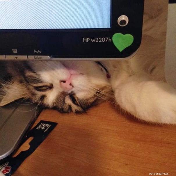 21 Cat Behaviors That Show They Don’t Respect Personal Space