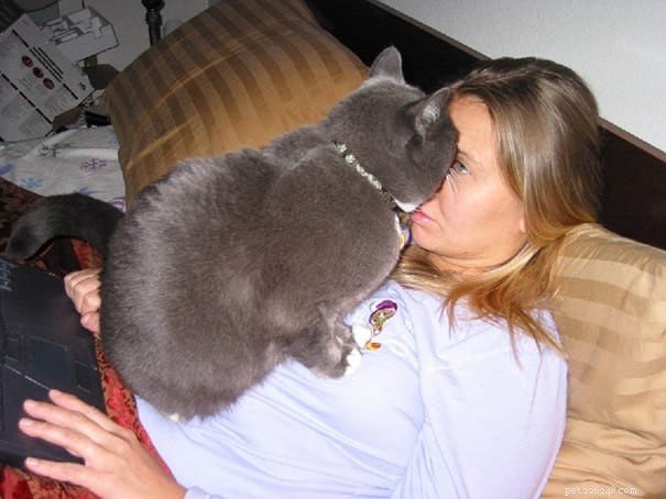 21 Cat Behaviors That Show They Don’t Respect Personal Space