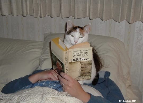 21 Cat Behaviors That Show They Don’t Respect Personal Space