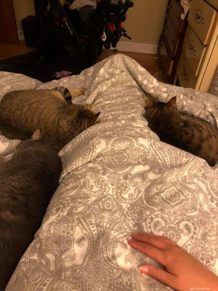 21 Cat Behaviors That Show They Don’t Respect Personal Space