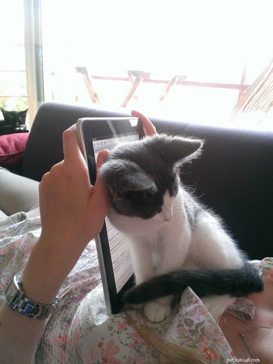 21 Cat Behaviors That Show They Don’t Respect Personal Space