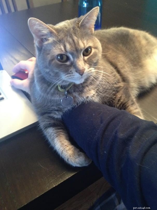 21 Cat Behaviors That Show They Don’t Respect Personal Space