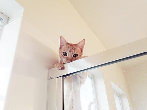 21 Cat Behaviors That Show They Don’t Respect Personal Space