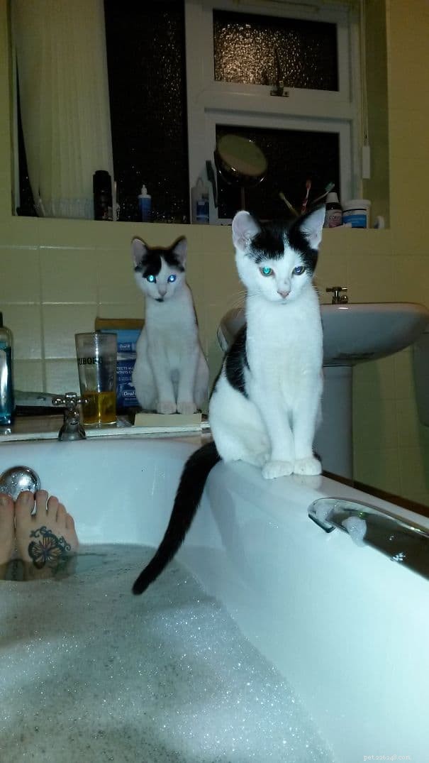 21 Cat Behaviors That Show They Don’t Respect Personal Space