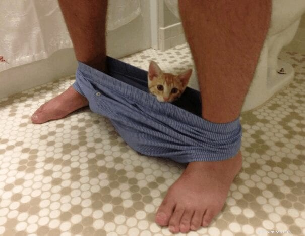 21 Cat Behaviors That Show They Don’t Respect Personal Space