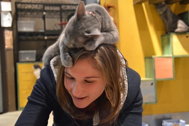 21 Cat Behaviors That Show They Don’t Respect Personal Space
