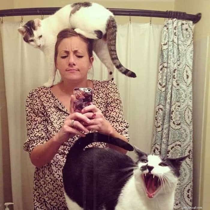 21 Cat Behaviors That Show They Don’t Respect Personal Space
