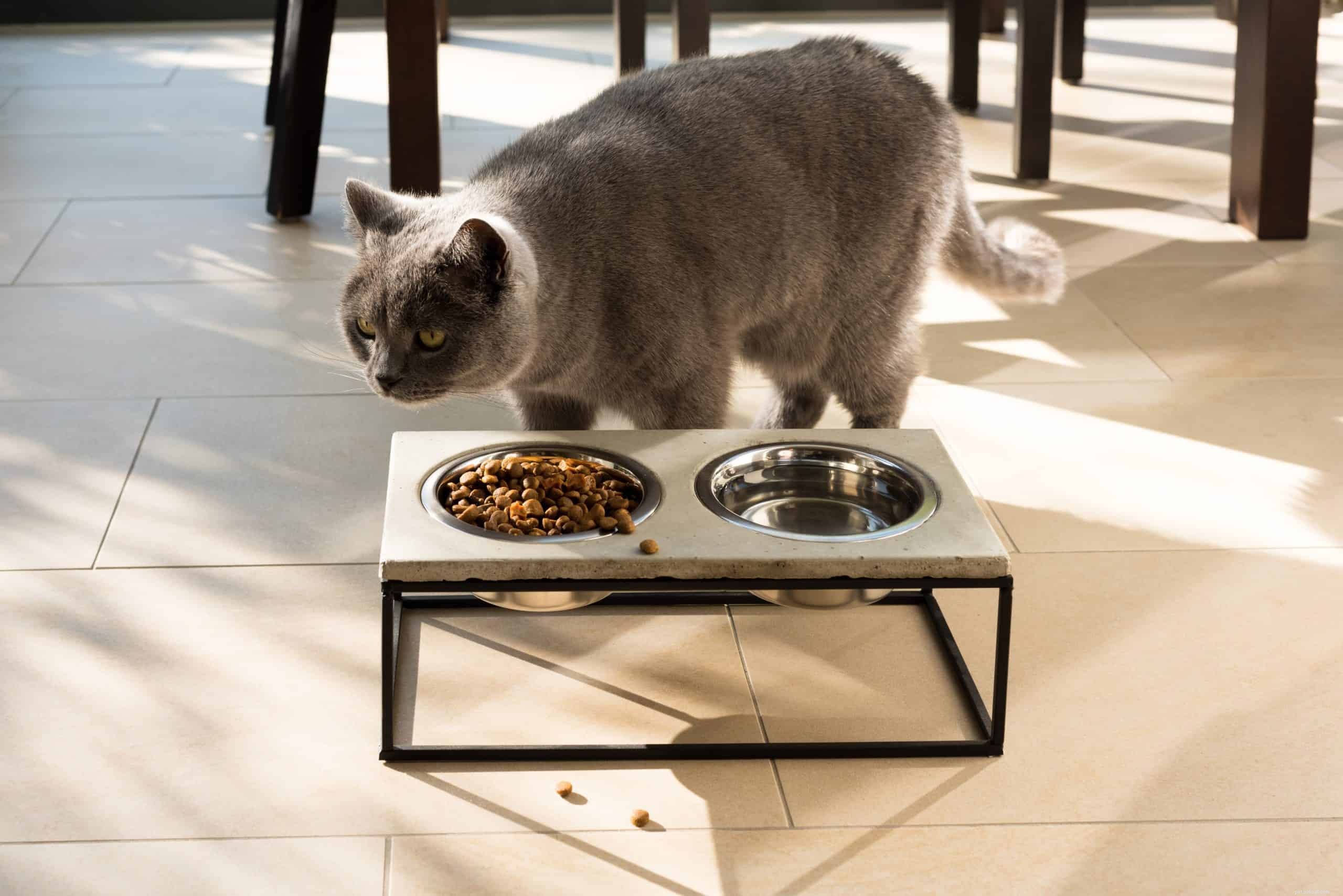 Why Cats Are Picky Eaters: Science & Solutions for Healthy Meals