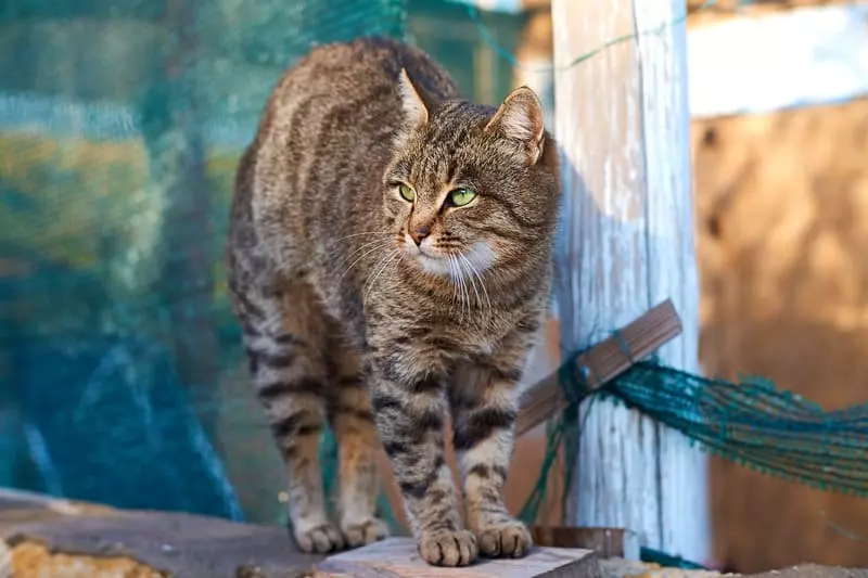 Understanding Why Cats Arch Their Back: Causes and Significance