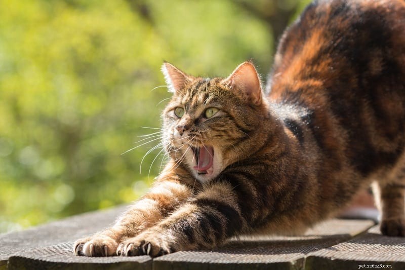 Understanding Why Cats Arch Their Back: Causes and Significance