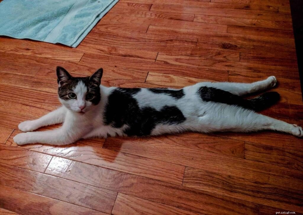 Adorable Cat Sploots: Heartwarming Feline Poses That Will Melt Your Heart