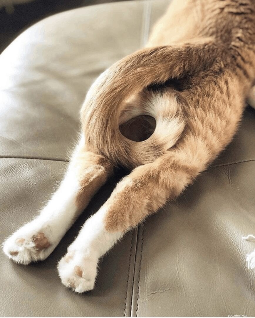 Adorable Cat Sploots: Heartwarming Feline Poses That Will Melt Your Heart