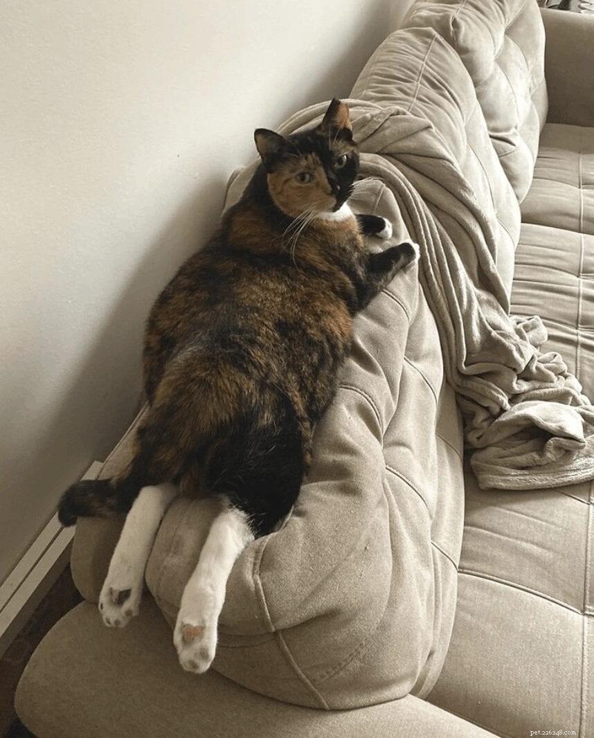 Adorable Cat Sploots: Heartwarming Feline Poses That Will Melt Your Heart