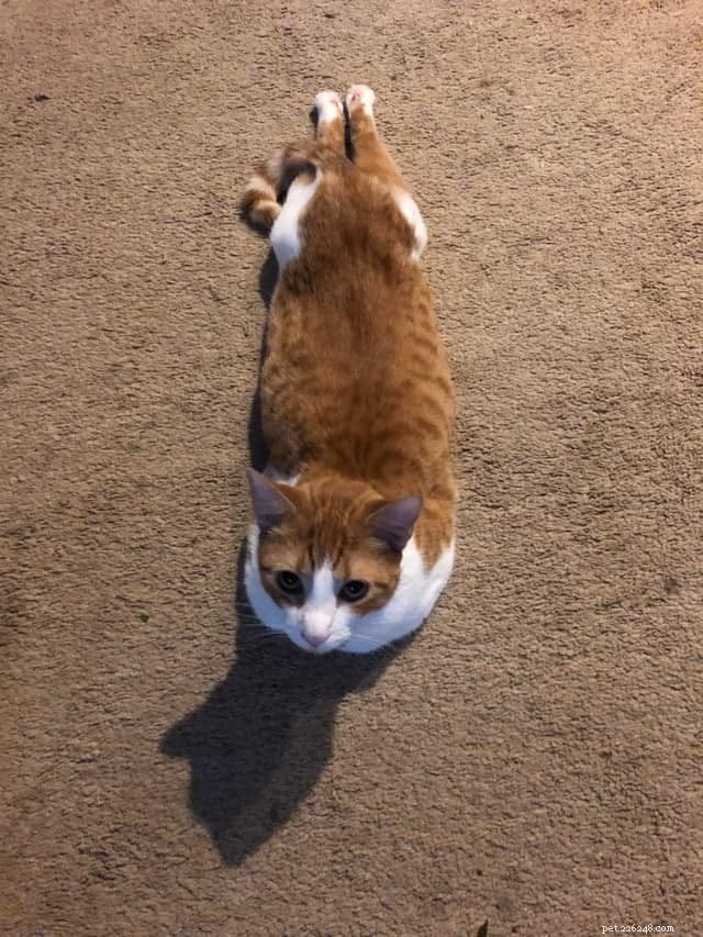 Adorable Cat Sploots: Heartwarming Feline Poses That Will Melt Your Heart