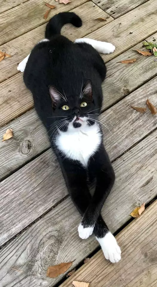 Adorable Cat Sploots: Heartwarming Feline Poses That Will Melt Your Heart