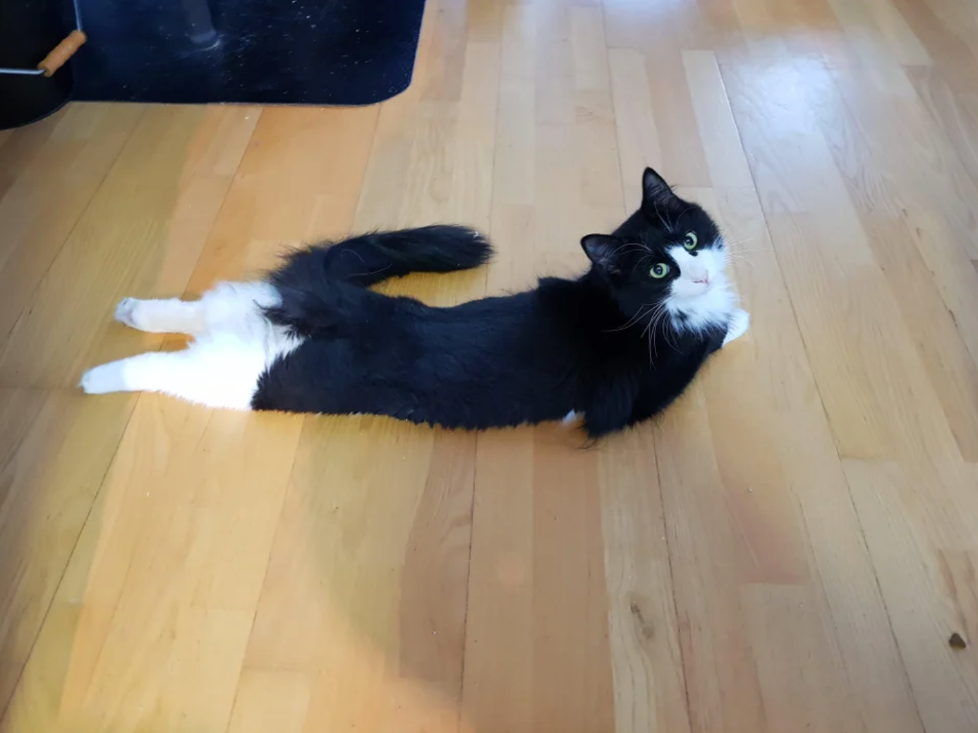 Adorable Cat Sploots: Heartwarming Feline Poses That Will Melt Your Heart