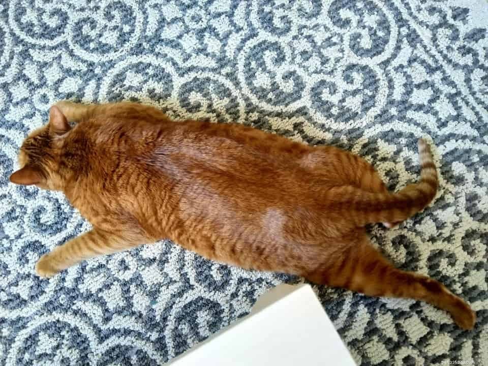 Adorable Cat Sploots: Heartwarming Feline Poses That Will Melt Your Heart