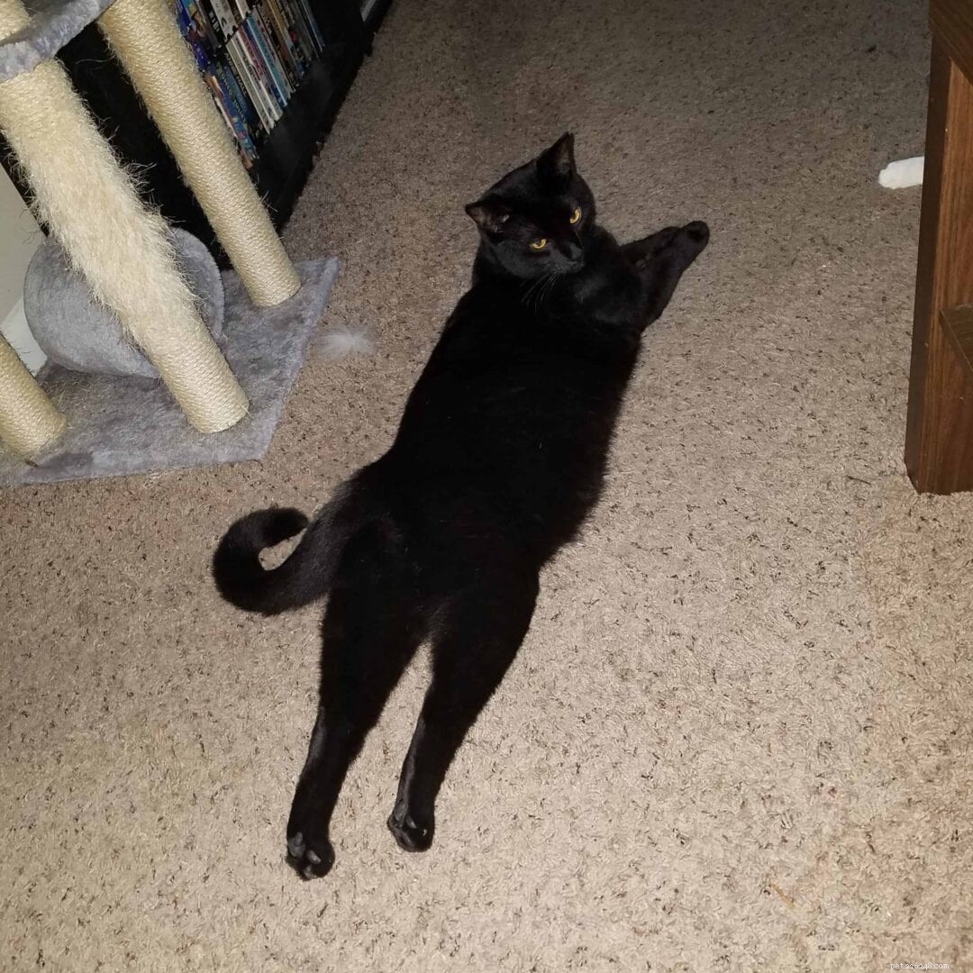 Adorable Cat Sploots: Heartwarming Feline Poses That Will Melt Your Heart