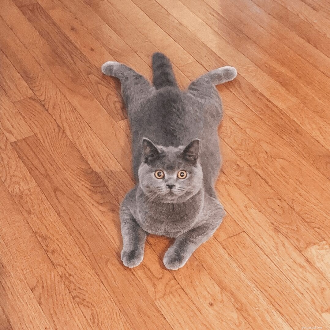 Adorable Cat Sploots: Heartwarming Feline Poses That Will Melt Your Heart
