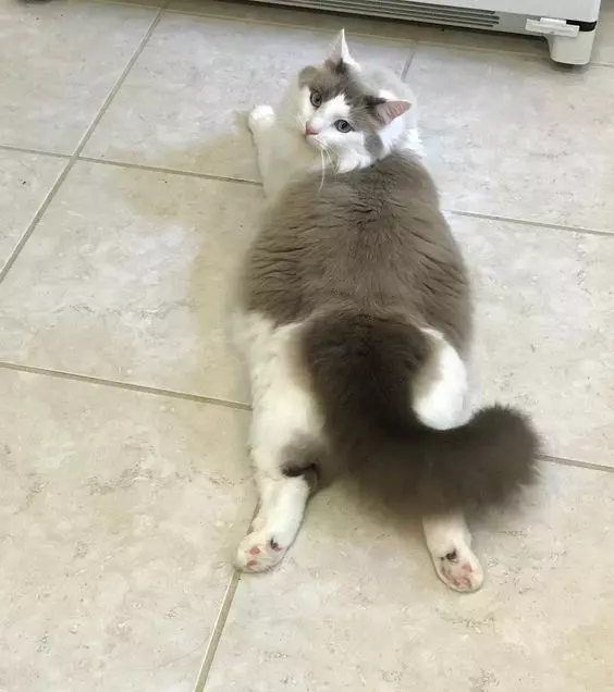 Adorable Cat Sploots: Heartwarming Feline Poses That Will Melt Your Heart