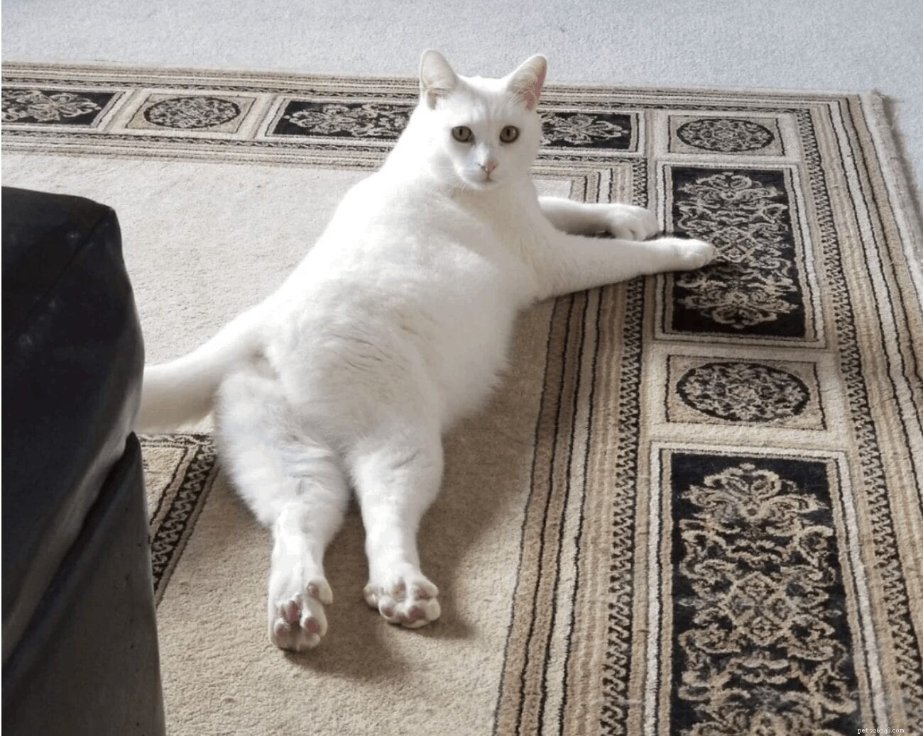 Adorable Cat Sploots: Heartwarming Feline Poses That Will Melt Your Heart