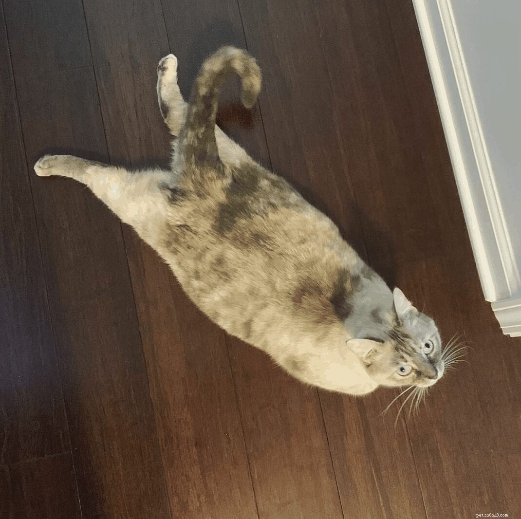 Adorable Cat Sploots: Heartwarming Feline Poses That Will Melt Your Heart