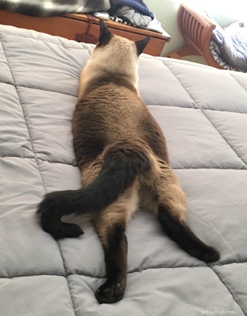 Adorable Cat Sploots: Heartwarming Feline Poses That Will Melt Your Heart