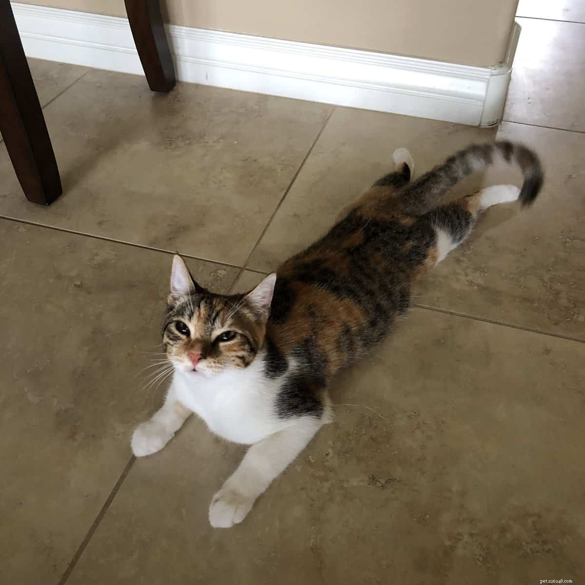 Adorable Cat Sploots: Heartwarming Feline Poses That Will Melt Your Heart