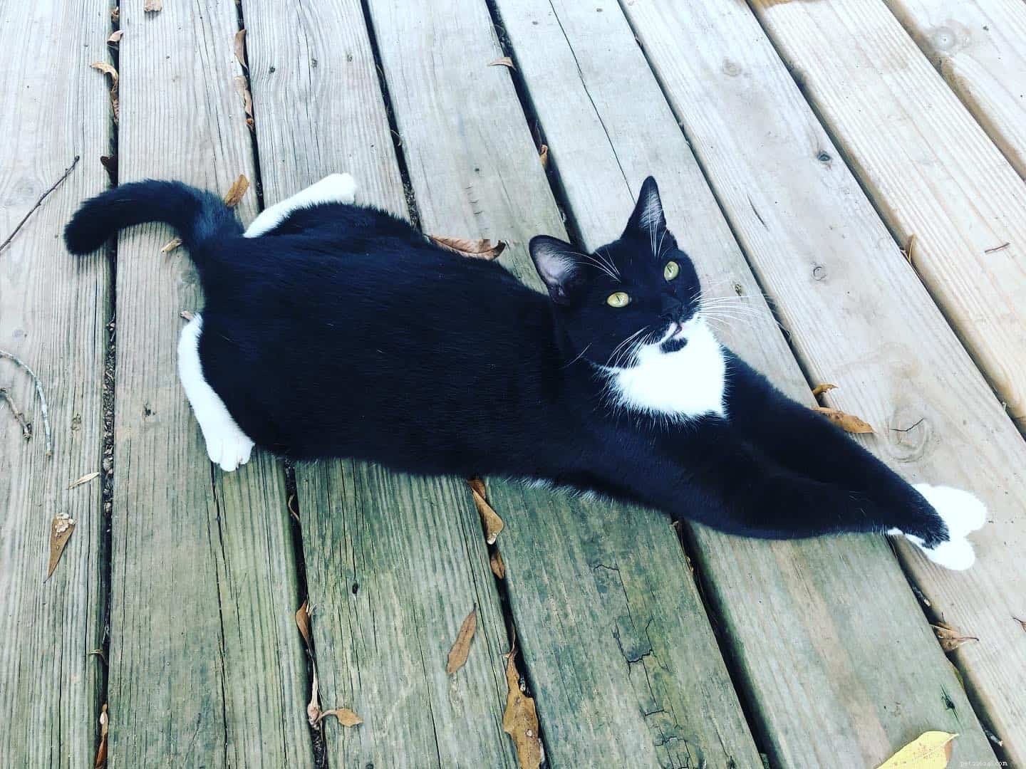 Adorable Cat Sploots: Heartwarming Feline Poses That Will Melt Your Heart