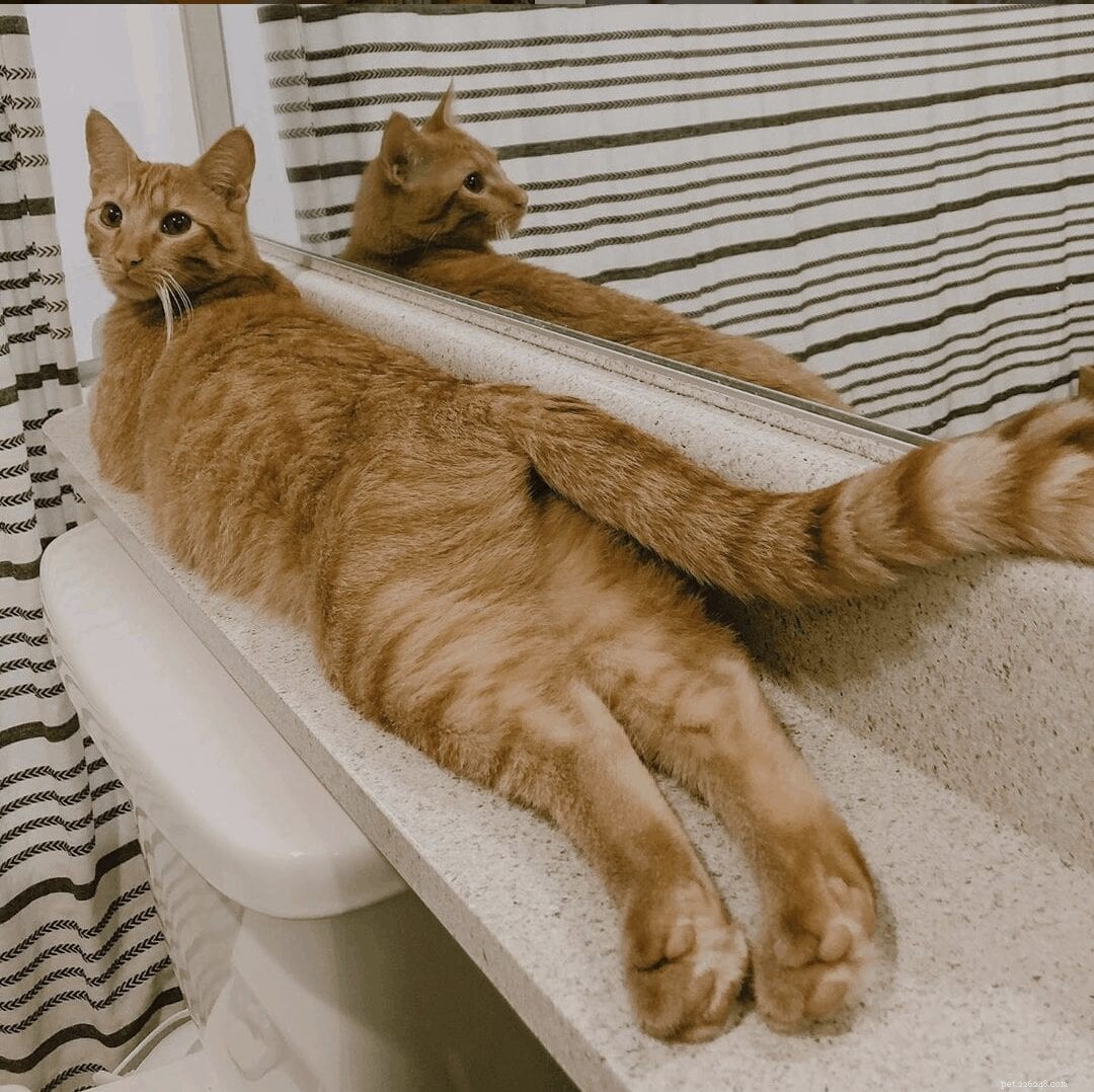 Adorable Cat Sploots: Heartwarming Feline Poses That Will Melt Your Heart